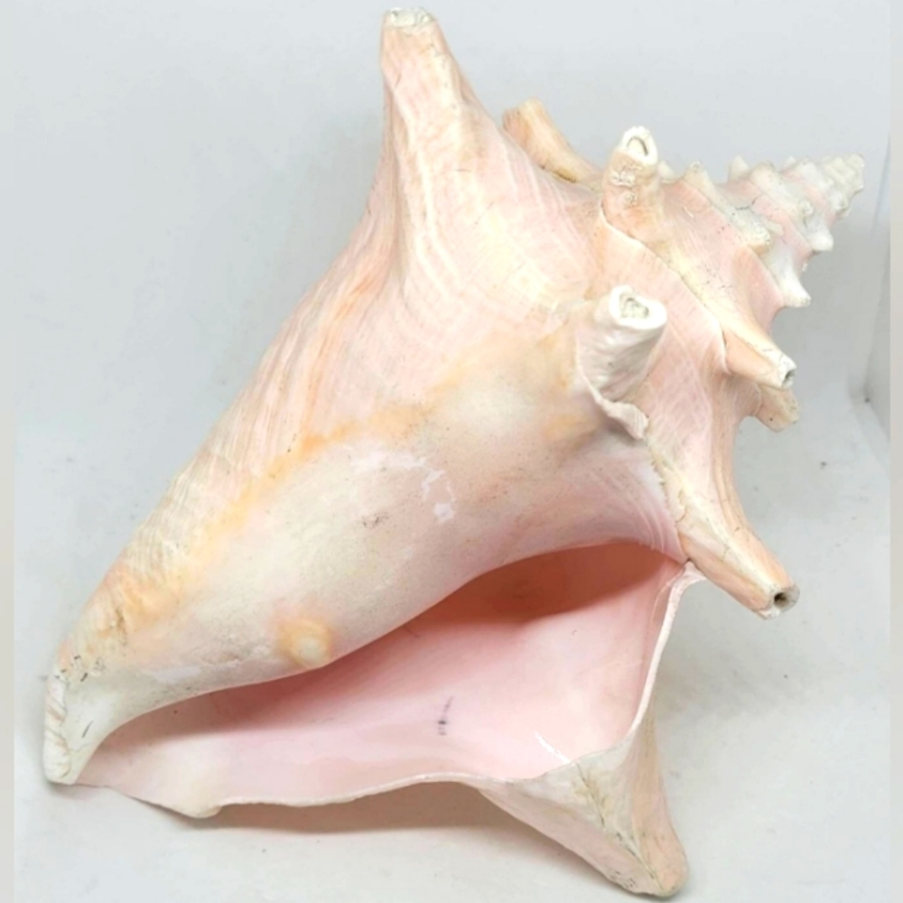 Seashell, queen conch, conch shell, large shell, beach decor, shell collection